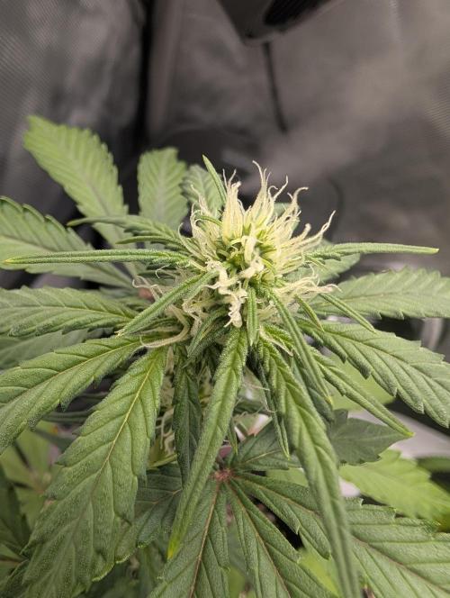 Fast Buds & Mephisto. Week 5