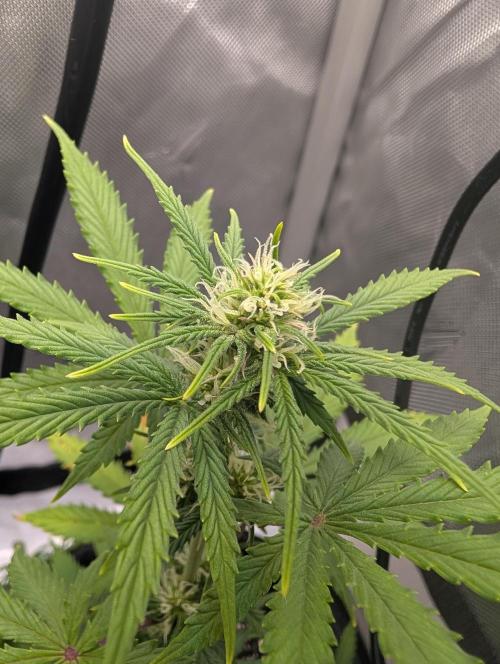 Fast Buds & Mephisto. Week 5