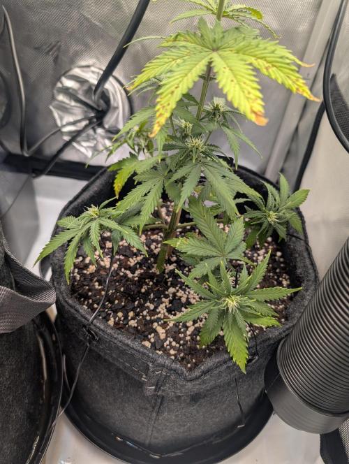 Fast Buds & Mephisto. Week 5