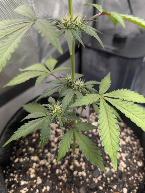 Fast Buds & Mephisto. Week 5