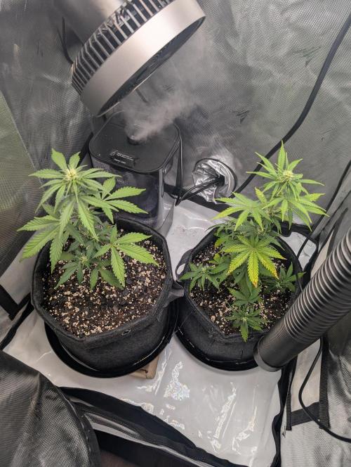 Fast Buds & Mephisto. Week 5