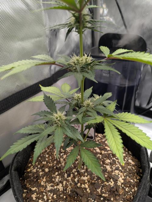 Fast Buds & Mephisto. Week 6