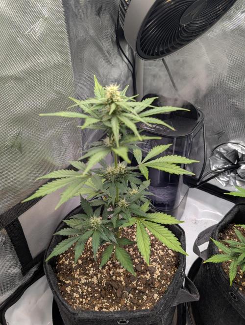 Fast Buds & Mephisto. Week 6