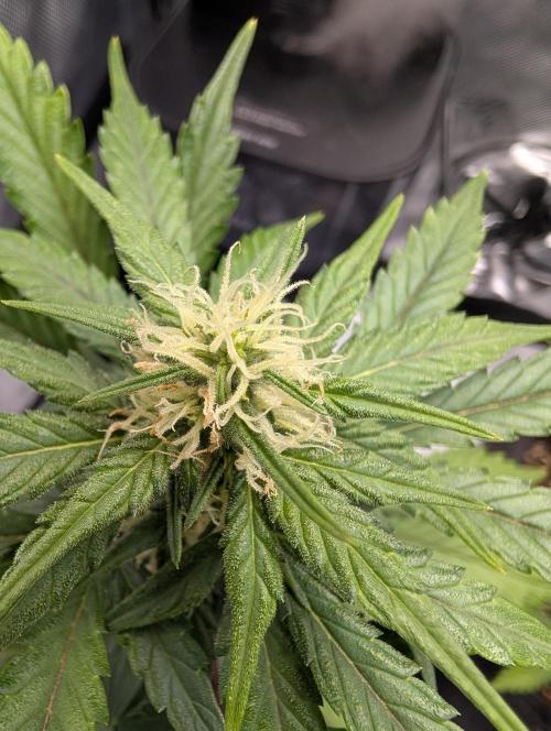 Fast Buds & Mephisto. Week 6