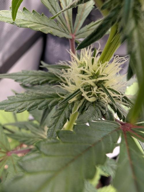 Fast Buds & Mephisto. Week 6