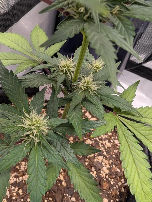 Fast Buds & Mephisto. Week 6