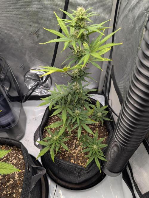 Fast Buds & Mephisto. Week 6