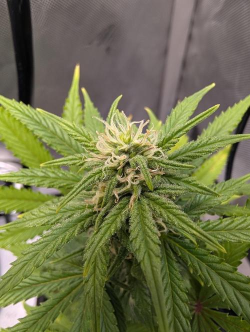 Fast Buds & Mephisto. Week 6