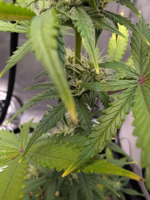 Fast Buds & Mephisto. Week 6