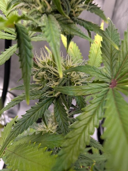 Fast Buds & Mephisto. Week 6