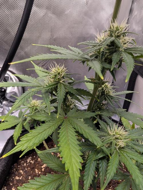 Fast Buds & Mephisto. Week 6