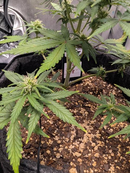 Fast Buds & Mephisto. Week 6