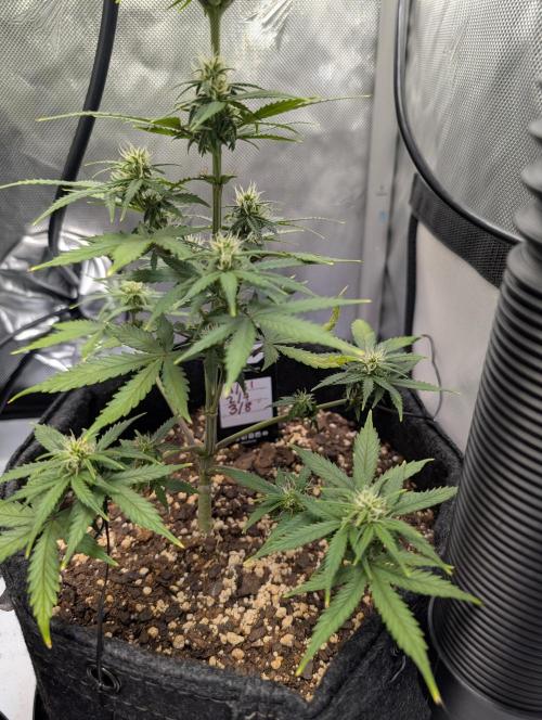Fast Buds & Mephisto. Week 6
