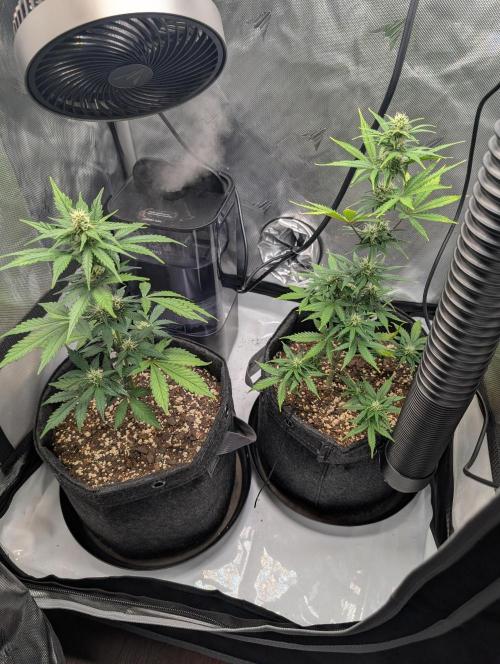 Fast Buds & Mephisto. Week 6