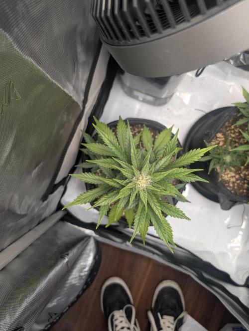 Fast Buds & Mephisto. Week 7
