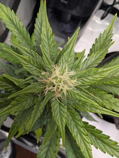Fast Buds & Mephisto. Week 7