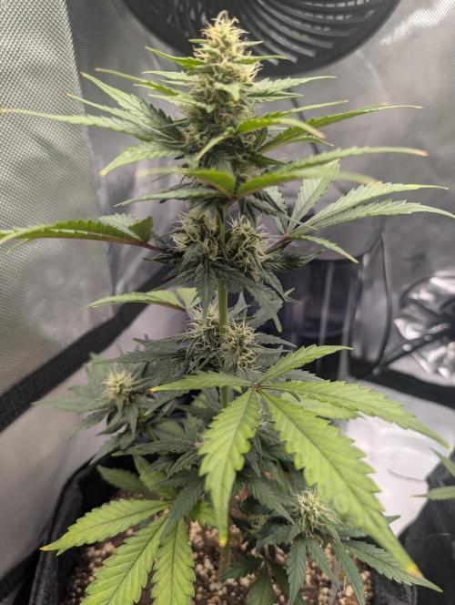 Fast Buds & Mephisto. Week 7