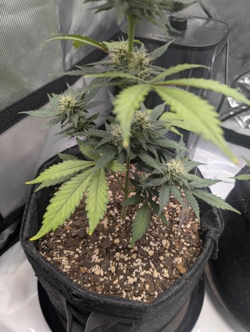 Fast Buds & Mephisto. Week 7