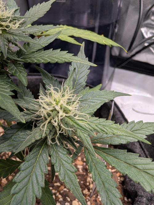 Fast Buds & Mephisto. Week 7