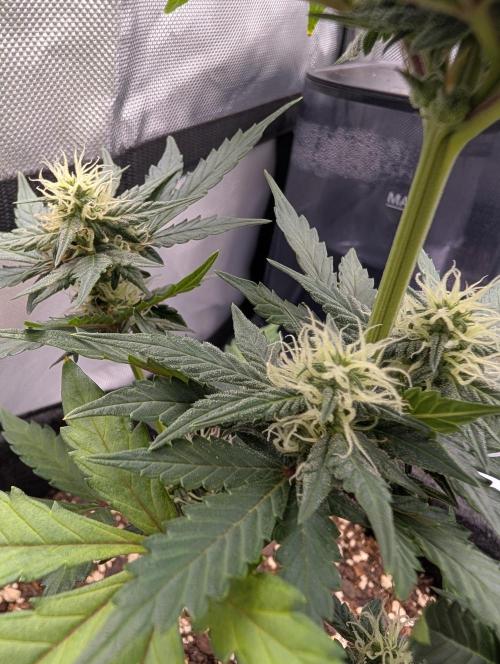 Fast Buds & Mephisto. Week 7