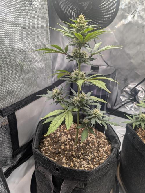 Fast Buds & Mephisto. Week 7