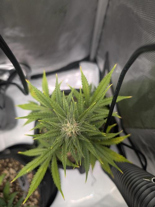 Fast Buds & Mephisto. Week 7
