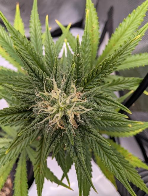 Fast Buds & Mephisto. Week 7