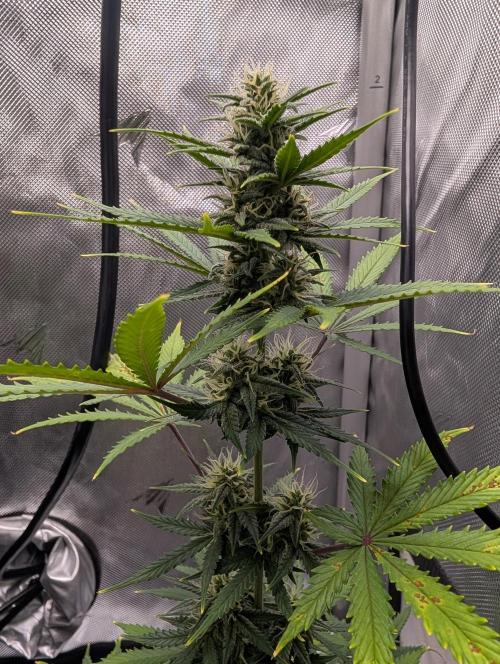 Fast Buds & Mephisto. Week 7
