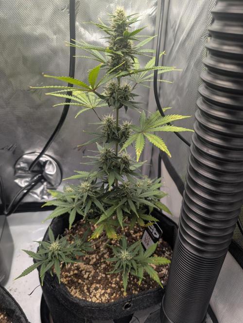 Fast Buds & Mephisto. Week 7