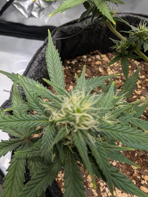 Fast Buds & Mephisto. Week 7