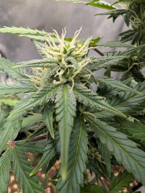 Fast Buds & Mephisto. Week 7