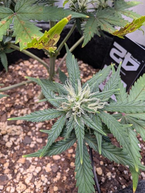 Fast Buds & Mephisto. Week 7
