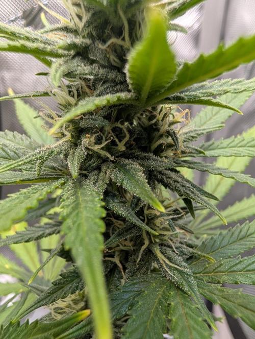 Fast Buds & Mephisto. Week 7