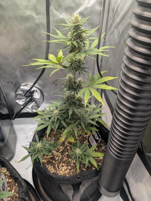 Fast Buds & Mephisto. Week 7