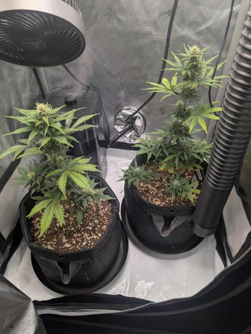 Fast Buds & Mephisto. Week 7
