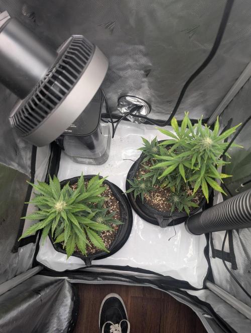 Fast Buds & Mephisto. Week 7