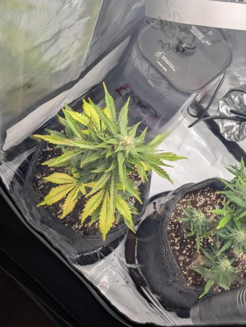 Fast Buds & Mephisto. Week 8