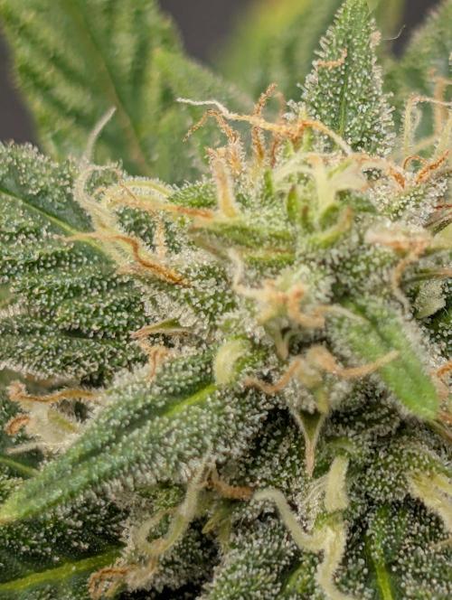 Fast Buds & Mephisto. Week 8