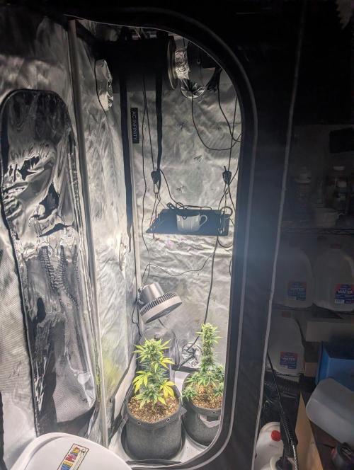 Fast Buds & Mephisto. Week 8
