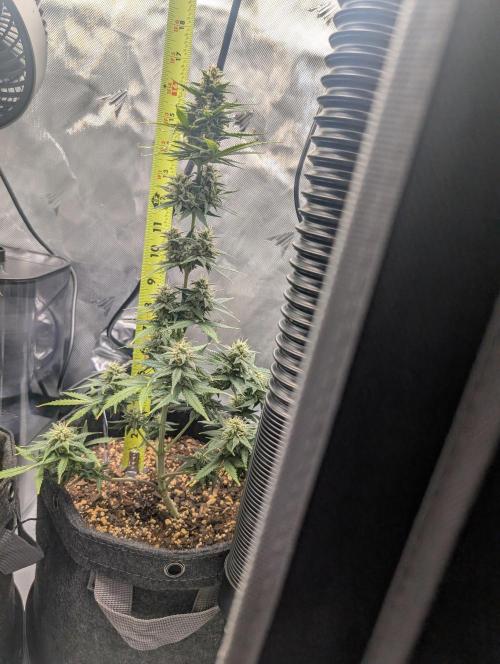 Fast Buds & Mephisto. Week 8