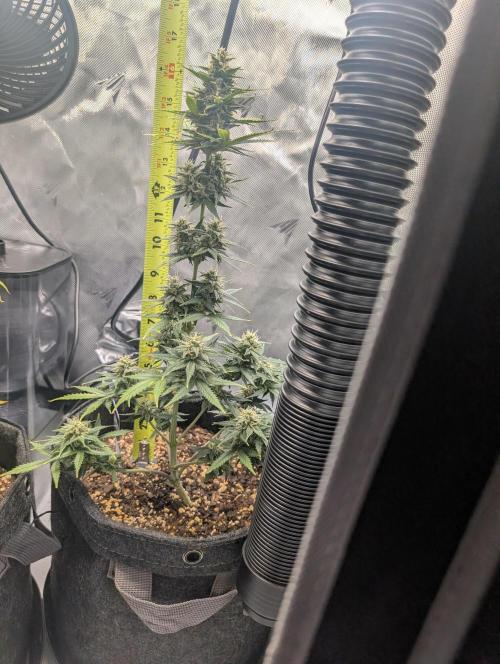 Fast Buds & Mephisto. Week 8