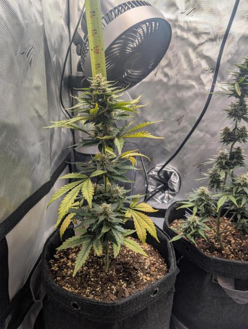 Fast Buds & Mephisto. Week 8