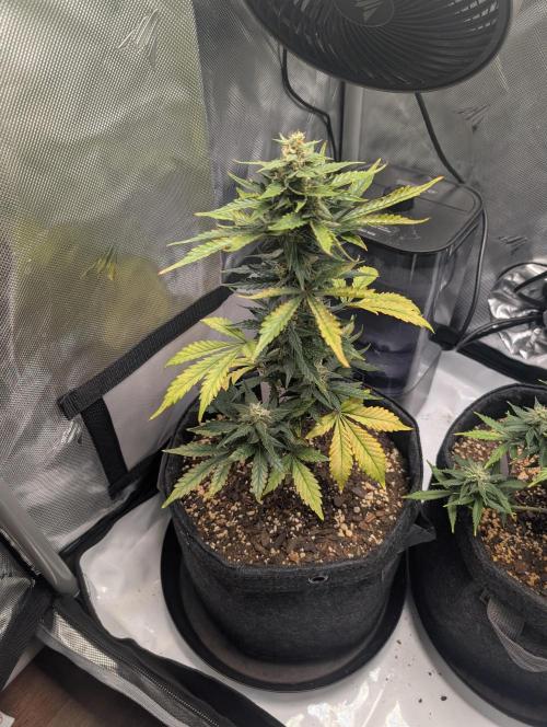 Fast Buds & Mephisto. Week 8