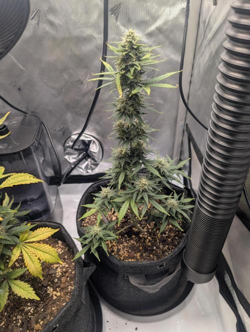 Fast Buds & Mephisto. Week 8