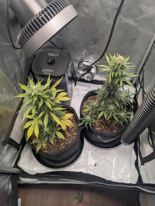Fast Buds & Mephisto. Week 8