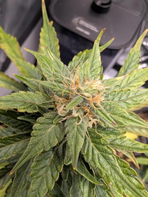 Fast Buds & Mephisto. Week 8