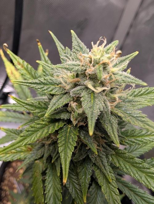 Fast Buds & Mephisto. Week 8