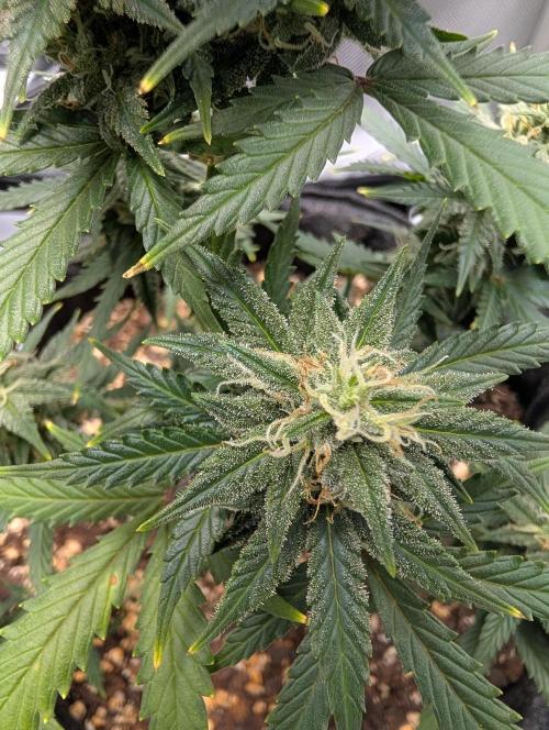Fast Buds & Mephisto. Week 8