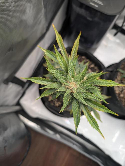 Fast Buds & Mephisto. Week 8