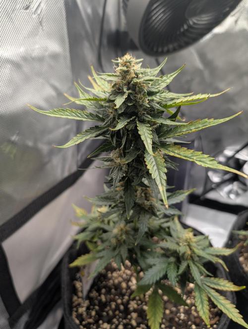 Fast Buds & Mephisto. Week 8